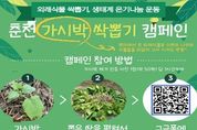 춘천시, 가시박 제로! 생태계 힐링 작전 개시