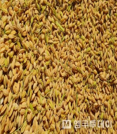 가루쌀 생산단지 수확- 해남 황산면 연당리