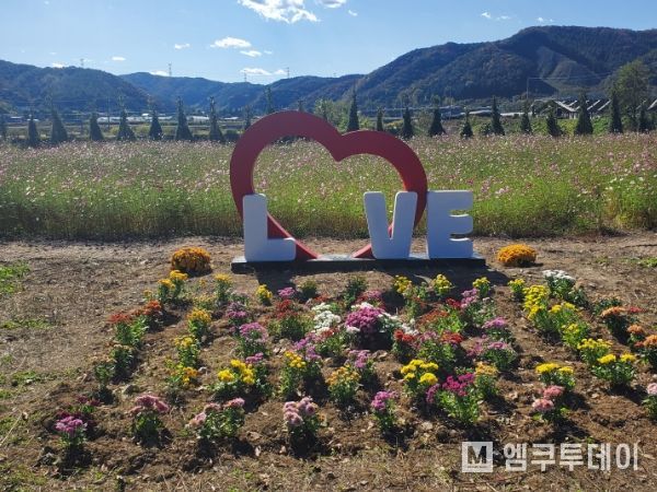 깊어가는 가을, “코스모스 꽃 구경 오세요” 남면 양덕원리 수변생태공원 코스모스 만개