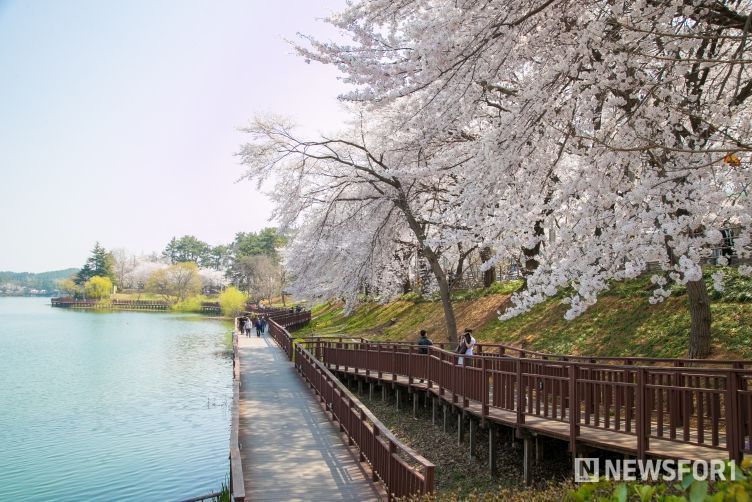 감성 봄 여행지(군산-은파호수공원)-군산시 제공