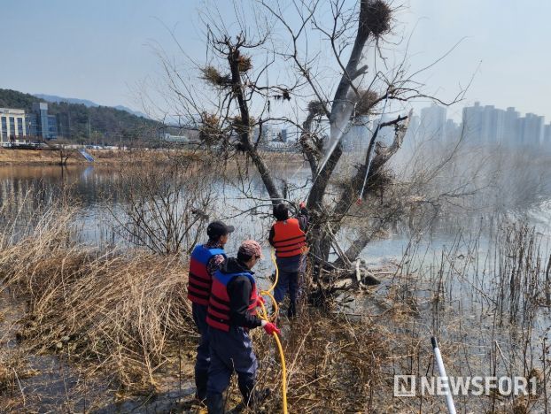 춘천시, 민물가마우지 둥지 제거 구슬땀…개체수 조절 총력