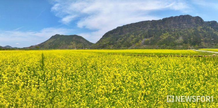 순창 채계산 출렁다리 유채꽃밭(순창군청 제공)