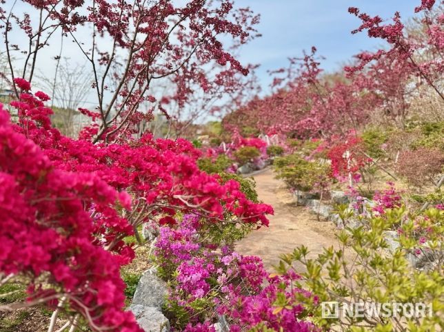 장생포 오색수국정원, 겹벚꽃, 서부행당화 만개 ... 봄 정취 물씬(서부해당화)